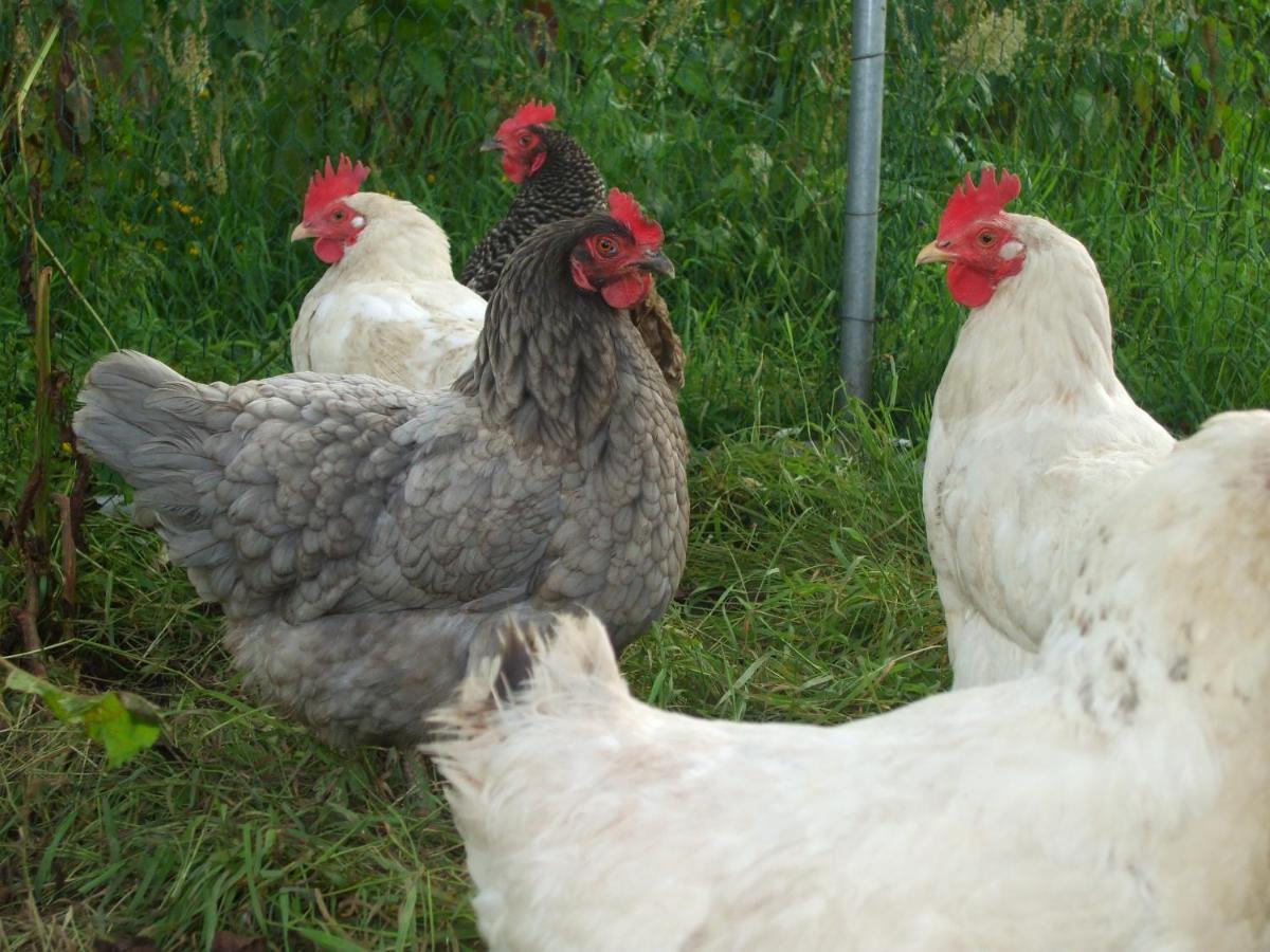 The Brown Hen Guest Accommodation Bandon Esterno foto